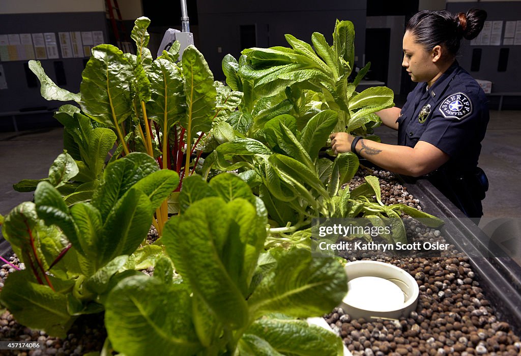 Sheriff deputies at the Denver County Jail at 10500 E. Smith Road in Denver have launched a pilot program at the jail using aquaponics to grow their own food.