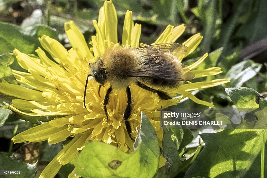 FRANCE-BEE-FLOWER