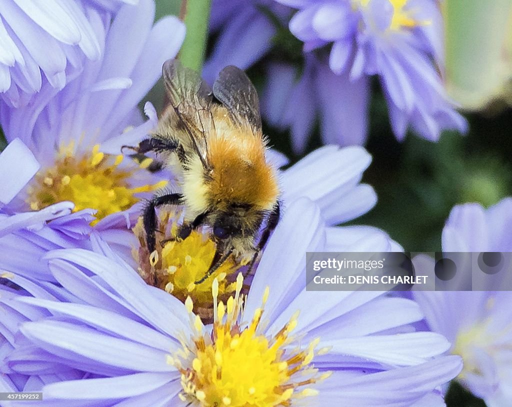 FRANCE-BEE-FLOWER