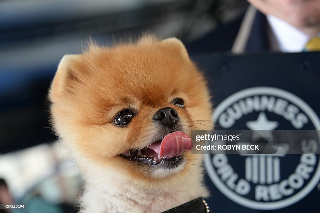 US-GUINNESS WORLD RECORD-JIFF THE DOG