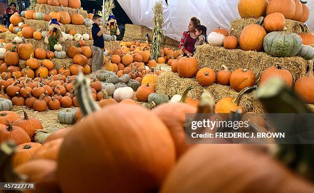 People visit a pumpkin patch in Pasadena, California on October 14 a few weeks before Halloween as sales of pumpkins to be carved into...