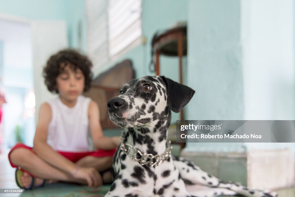 Dalmatian female pet dog in a house or home living alongside...