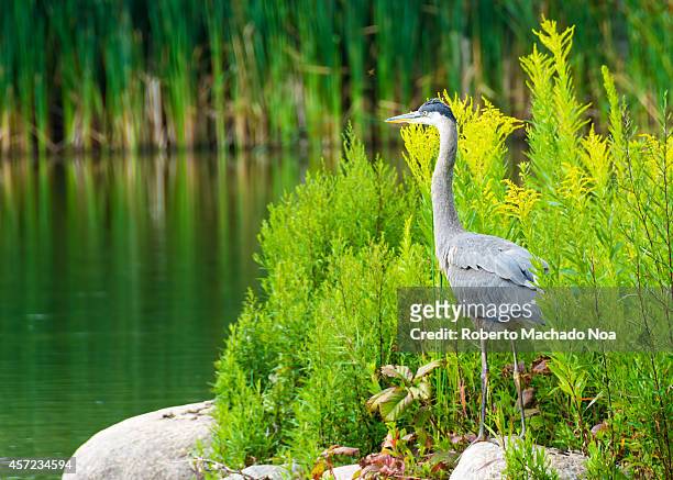The great blue heron is a large wading bird in the heron family Ardeidae, common near the shores of open water and in wetlands over most of North...