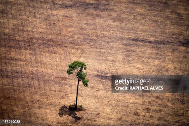View of a tree in a deforested area in the middle of the Amazon jungle during an overflight by Greenpeace activists over areas of illegal...