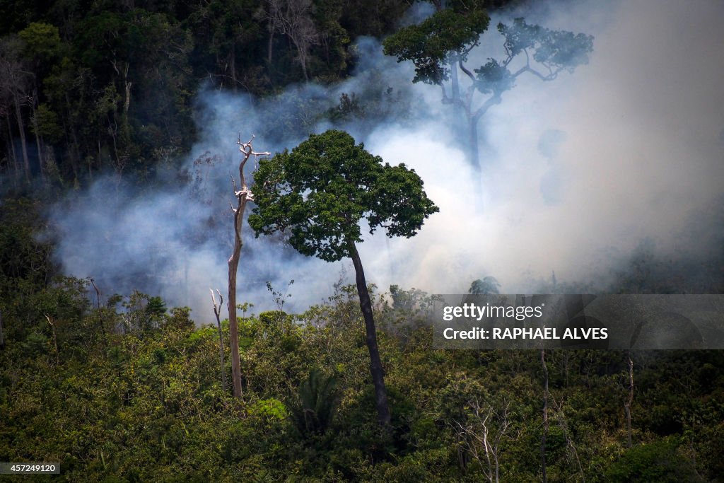 BRAZIL-GREENPEACE-TIMBER-ILLEGAL-FELLING