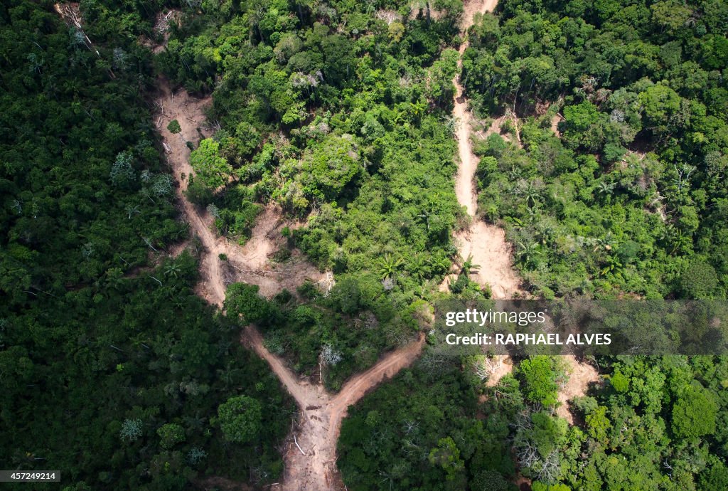 BRAZIL-GREENPEACE-TIMBER-ILLEGAL-FELLING