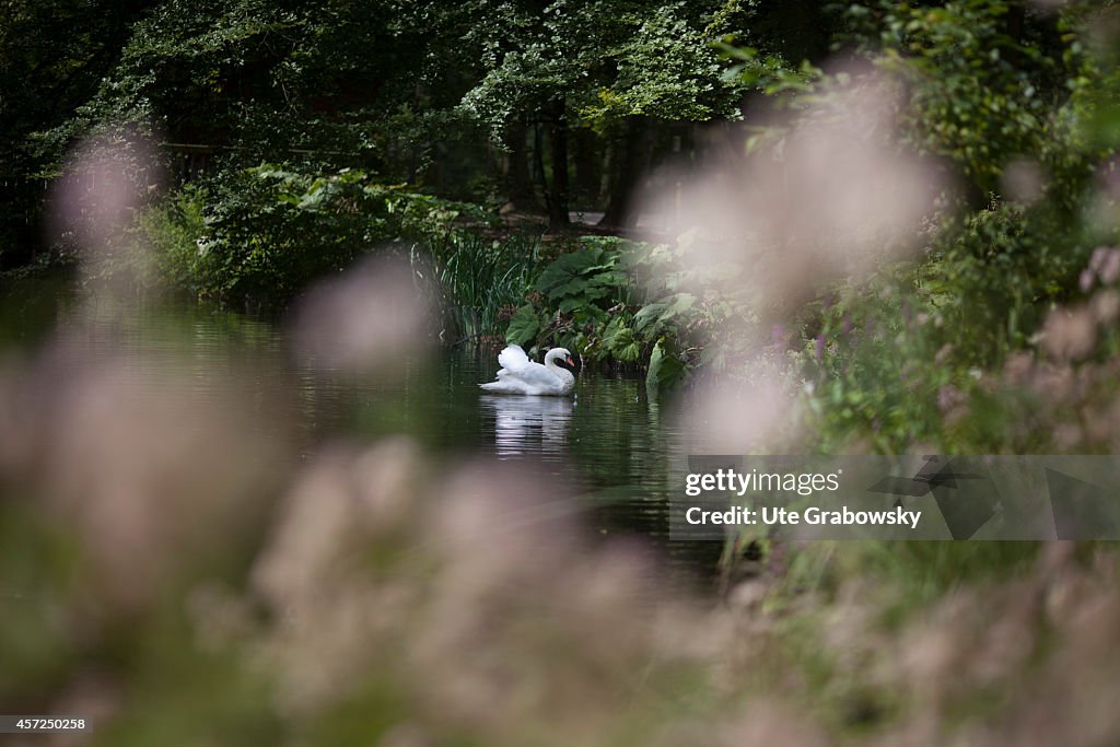 White Swan On A Lake