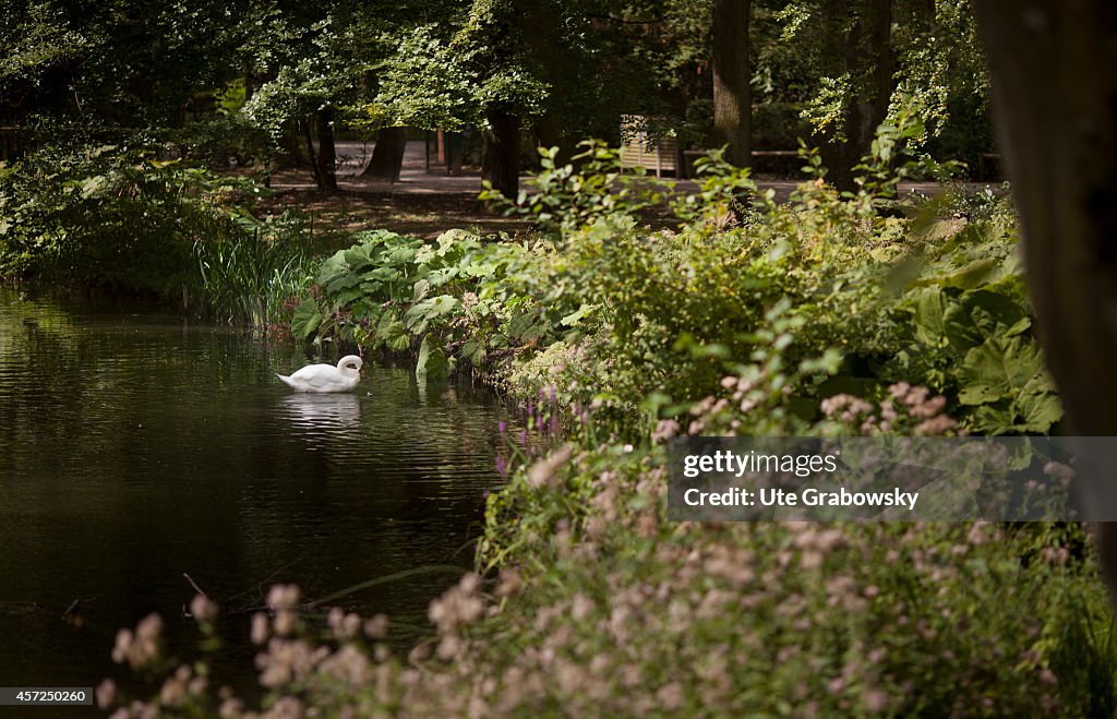 White Swan On A Lake