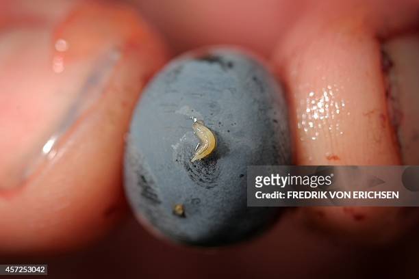 Winser Peter Arnold shows a grape of the Dornfelder type with a grub of the spotted-wing drosophila fly on it in the vineyard of family Mohr in...
