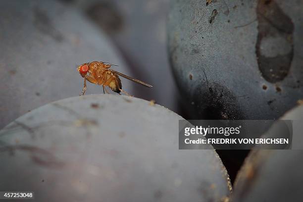 Spotted-wing drosophila fly sits on a grape in the vineyard of family Mohr in Bensheim an der Bergstrasse, central Germany, on September 10, 2014....