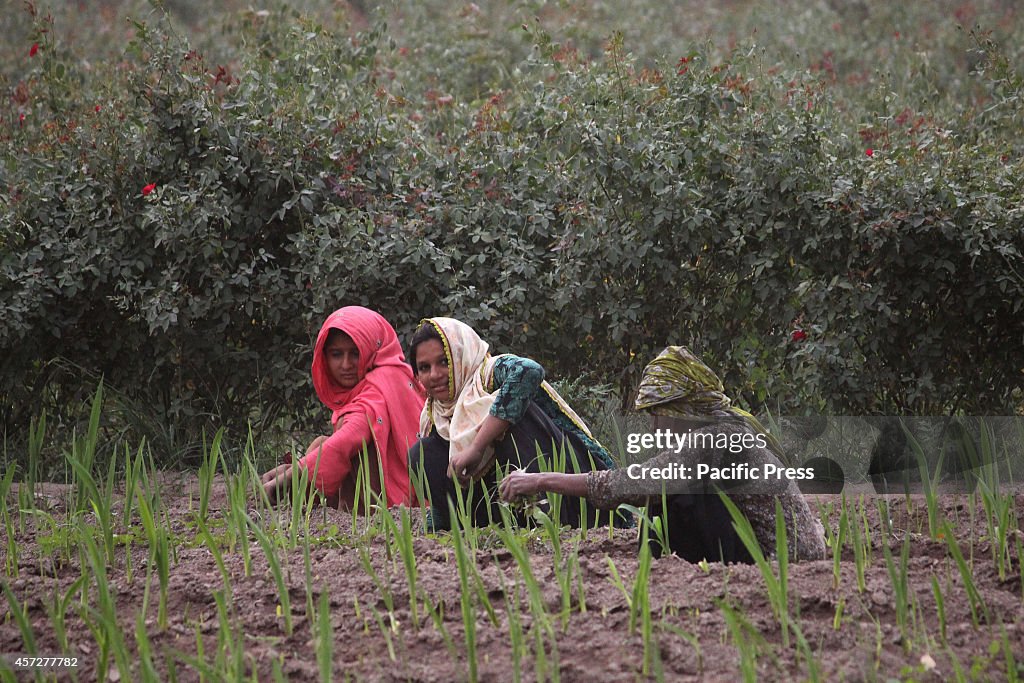 Pakistani women working in an agricultural field on the eve...
