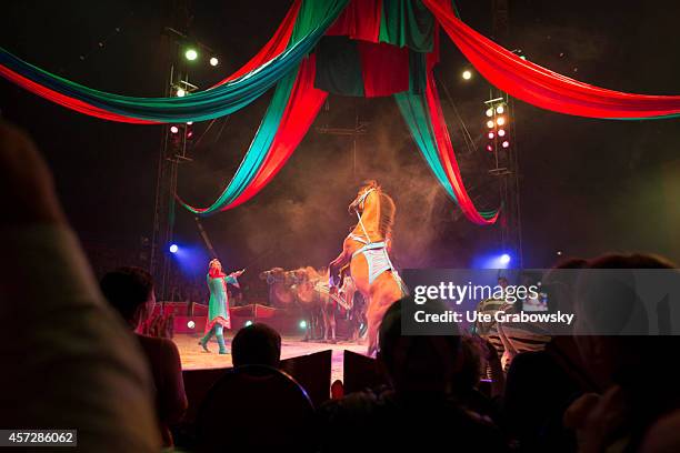 Tamed zebras, camels and horses performing tricks in a circus ring during a circus performance on June 15 in Bonn, Germany. The use of animals for...