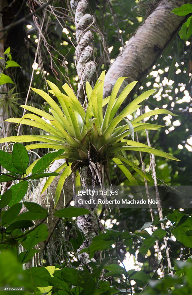 Curujey or Twisted Air Plant is a tropical plant that saves...