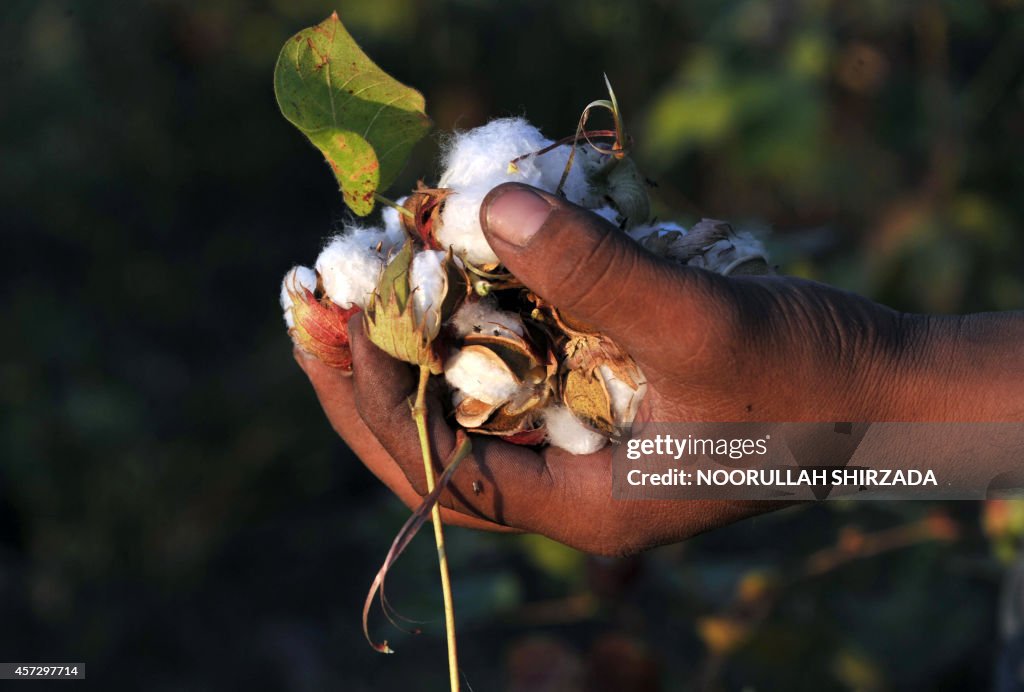 AFGHANISTAN-ECONOMY-COTTON