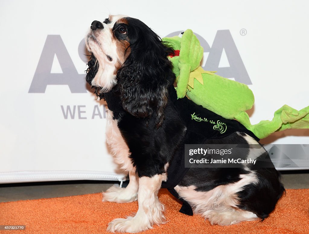 ASPCA Young Friends Benefit - Arrivals