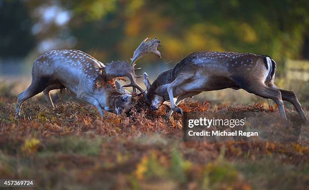 Fallow deer challenge each other during the rutting season on October 17, 2014 in Bradgate Park, Leicestershire, United Kingdom. Autumn sees the...
