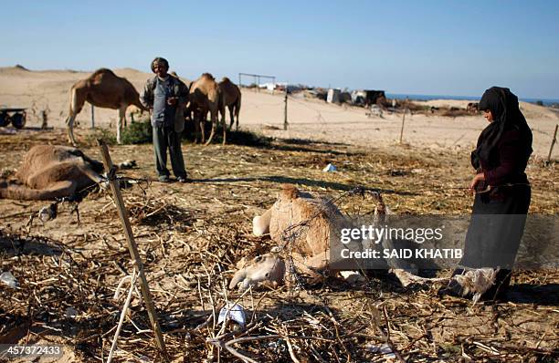 Palestinian Bedouin family stand next to their dead camels at their encampment in Khan Yunis in the southern Gaza Strip on December 17, 2013. A...
