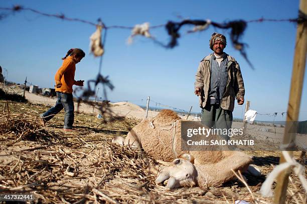 Palestinian Bedouin man stands next to one of his nine dead camels at their encampment in Khan Yunis in the southern Gaza Strip on December 17, 2013....