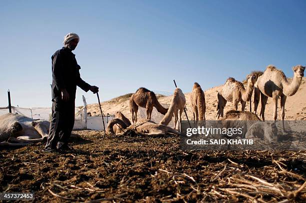 Palestinian Bedouin man stands next to his dead camels at their encampment in Khan Yunis in the southern Gaza Strip on December 17, 2013. A fierce...