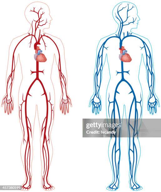 ilustraciones, imágenes clip art, dibujos animados e iconos de stock de vena y la arteria - blood flow