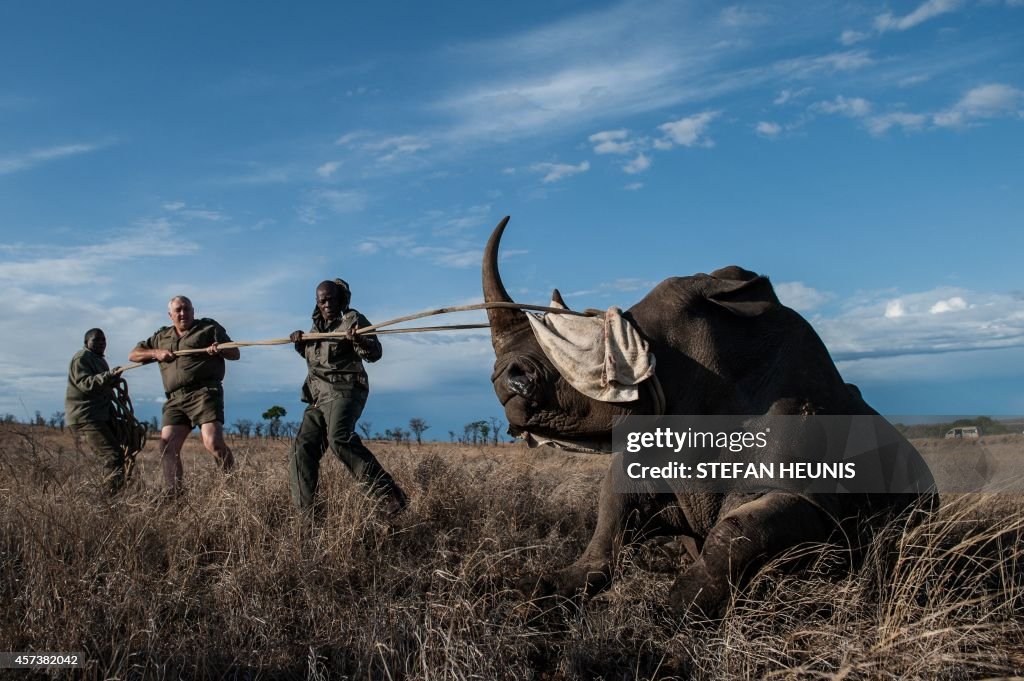 TOPSHOT-SAFRICA-KRUGER-RHINO-RELOCATION