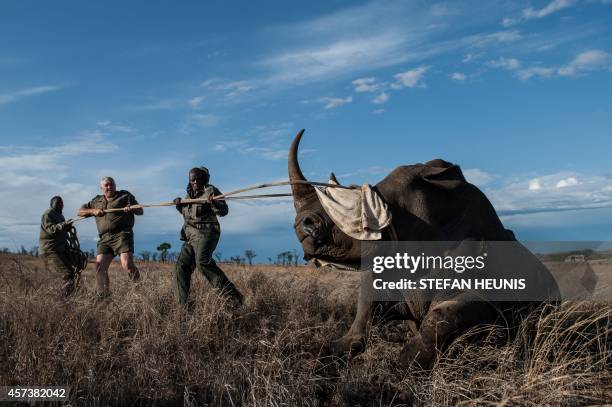 Dr Marius Kruger and member of the Kruger National Park keeps the head of a rhino up during a white rhino relocation capture on October 17, 2014. The...