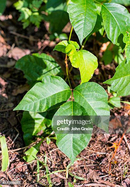 Poison ivy plant.