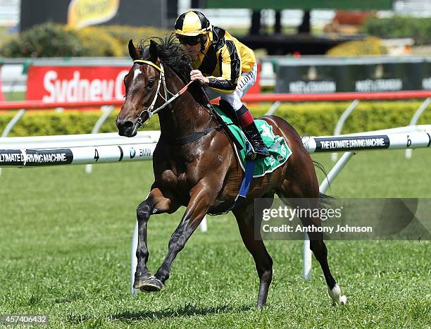 Jeff Lloyd rides Salerno during Sydney Racing at Royal Randwick Racecourse on October 18, 2014 in Sydney, Australia.