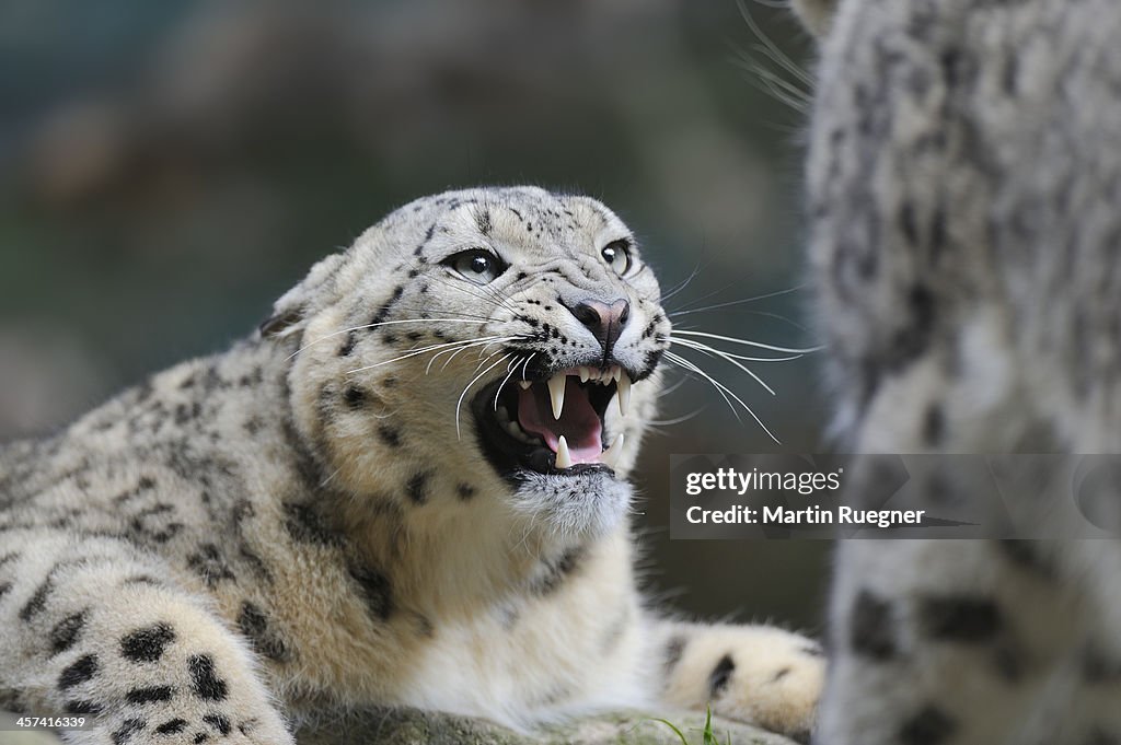 Snow Leopard snarling.
