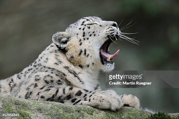 snow leopard yawning. - snow leopard fotografías e imágenes de stock