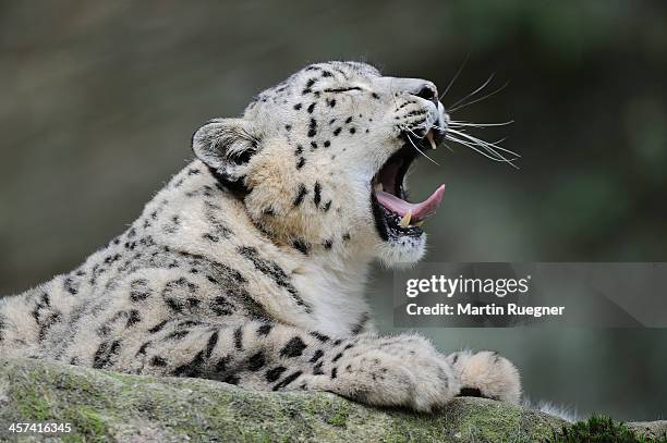 snow leopard yawning. - snow leopard stock pictures, royalty-free photos & images