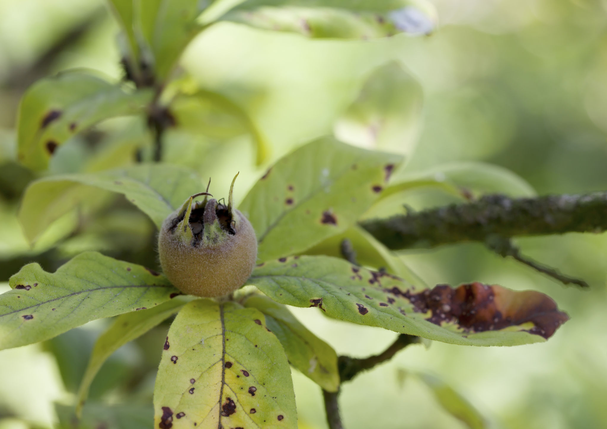 tree anthracnose