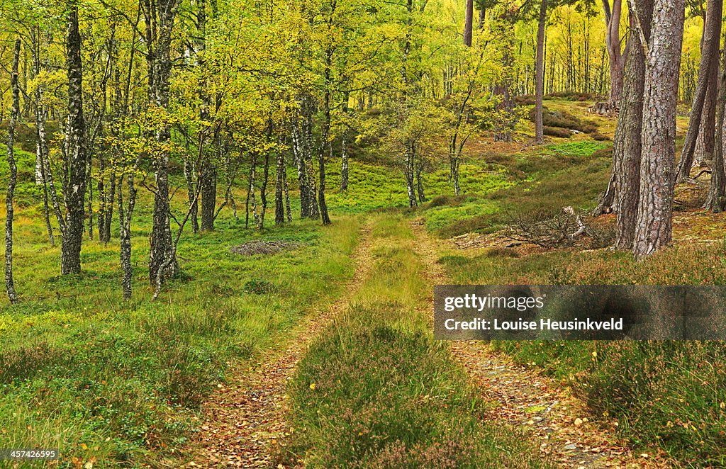 Track through a birch wood in autumn