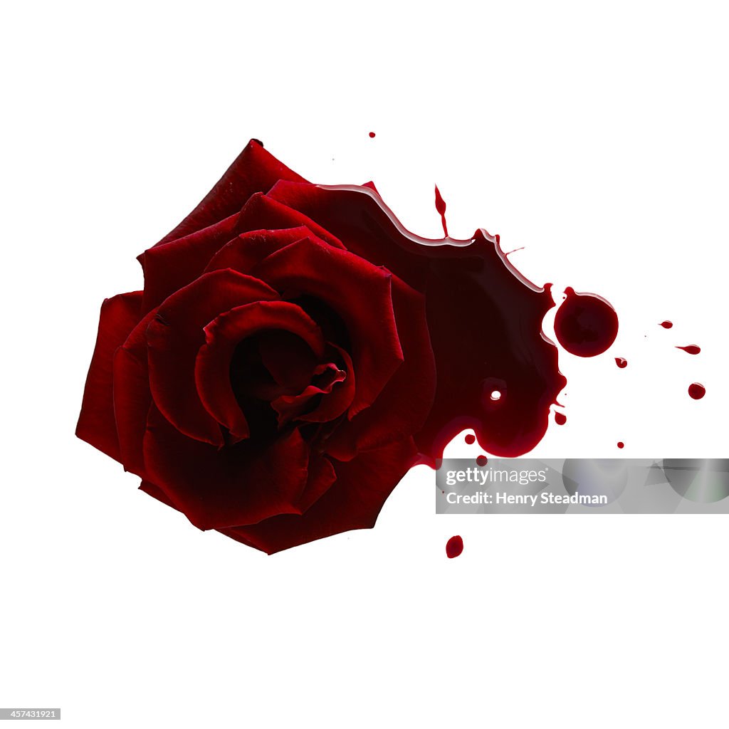 Blood Rose