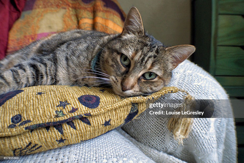 Resting tabby cat