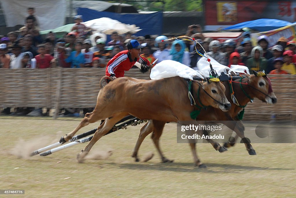 Karapan Sapi, Indonesian traditional bull racing