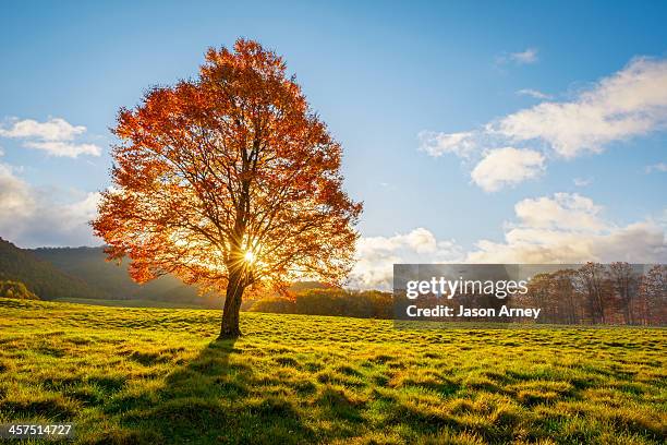 tree on fire - autumn landscape stock pictures, royalty-free photos & images