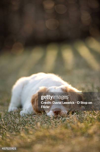 brittany spaniel at rest in the evening - brittany spaniel fotografías e imágenes de stock