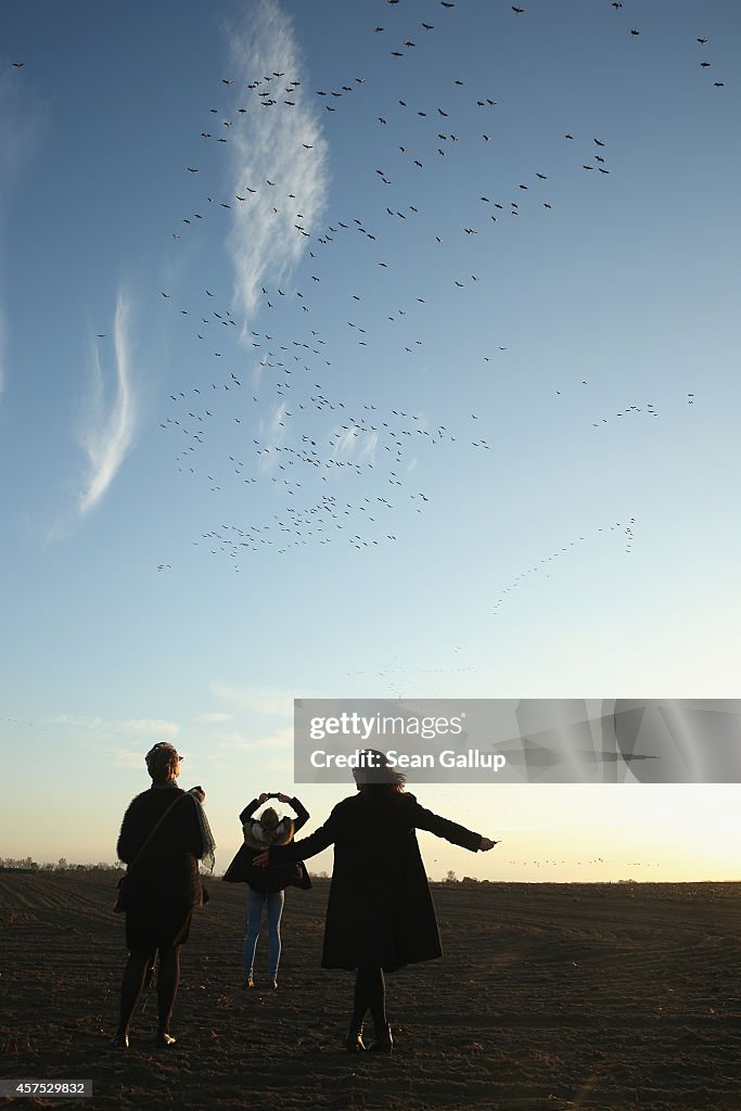 Cranes Make Annual Migration Across Europe