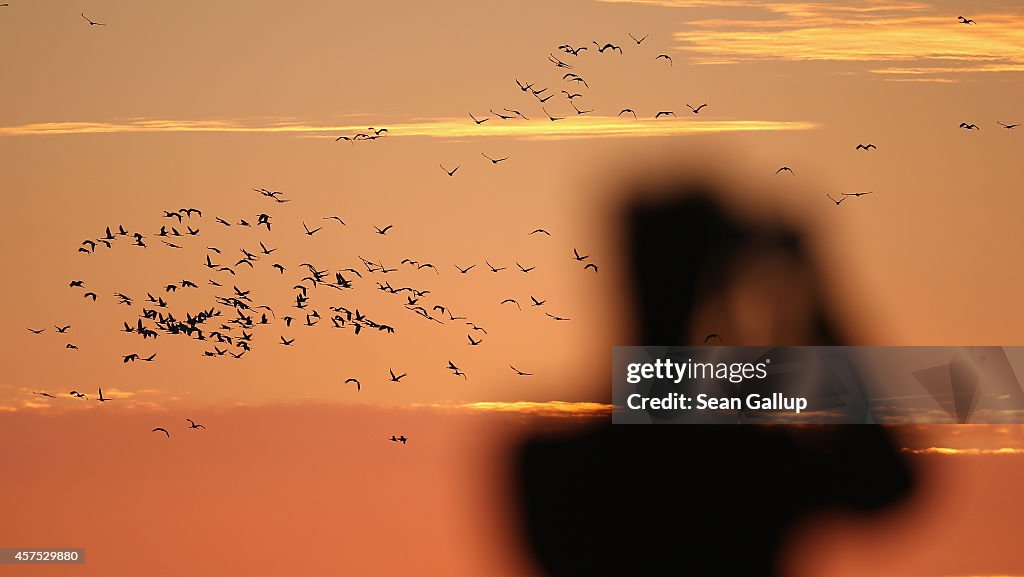 Cranes Make Annual Migration Across Europe