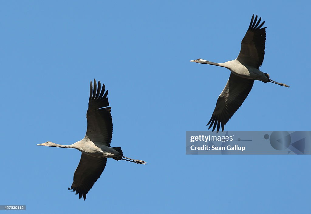 Cranes Make Annual Migration Across Europe