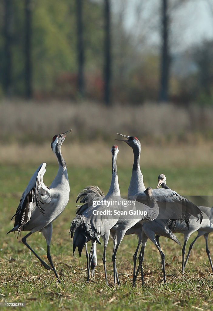 Cranes Make Annual Migration Across Europe