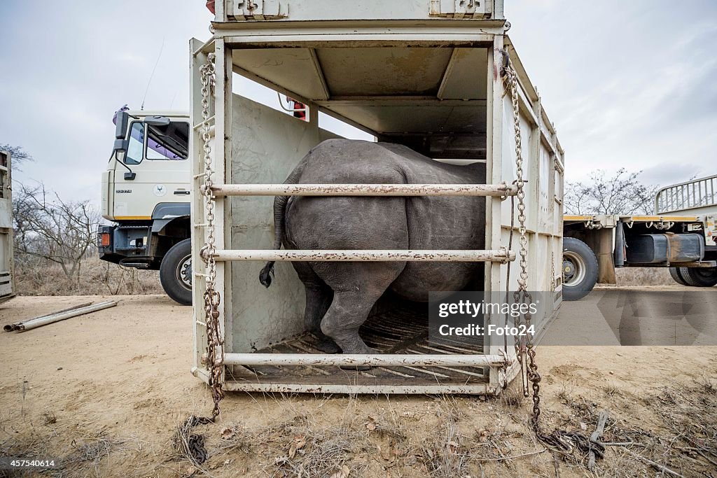 Rhinos Moved From the Kruger National Park