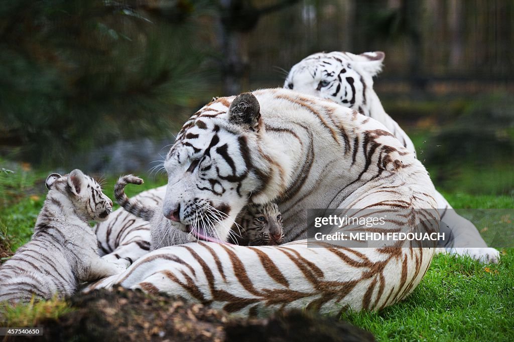 FRANCE-ZOO-WHITE-TIGRE