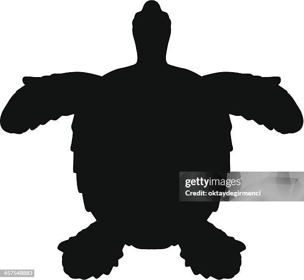 sea turtle - turtle white background stock illustrations