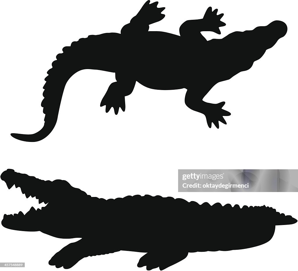 Alligator