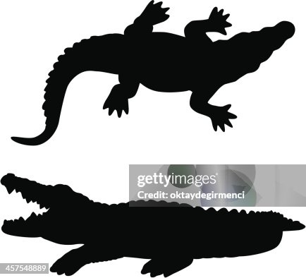 Alligator Alligator