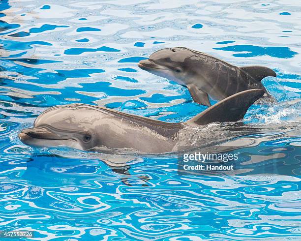 In this handout photo provided by SeaWorld San Diego, Sadie, a 13-year-old bottlenose dolphin at SeaWorld San Diego, swims with her newborn calf at...