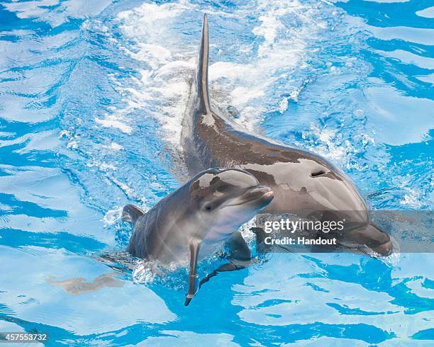 In this handout photo provided by SeaWorld San Diego, Sadie, a 13-year-old bottlenose dolphin at SeaWorld San Diego, swims with her newborn calf at...