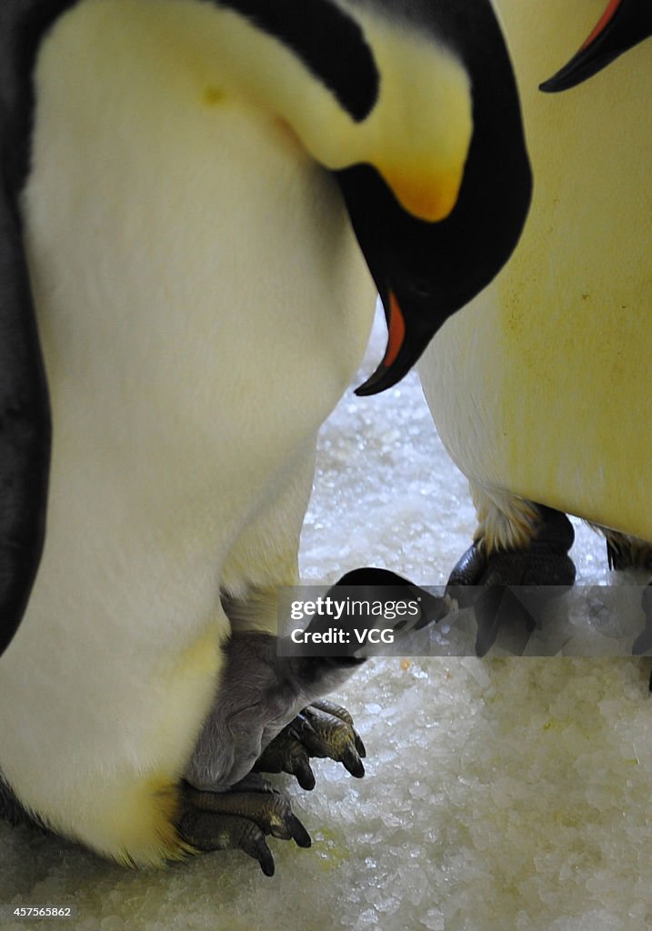 Two Emperor Penguin Babies Are Born In Dalian